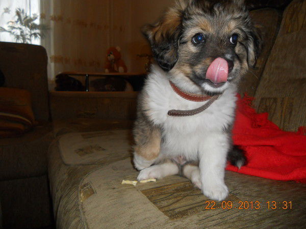 Екатерина Костина