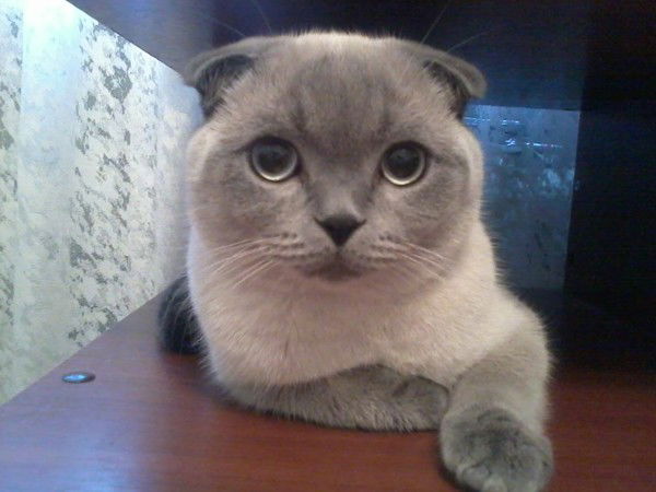 Алексей Бурцев