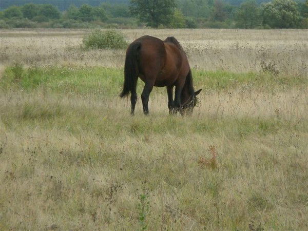 Роман Георгиев
