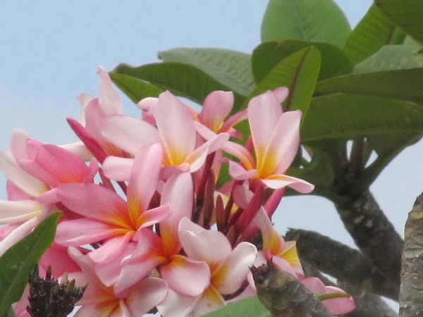 Анна Лещенко