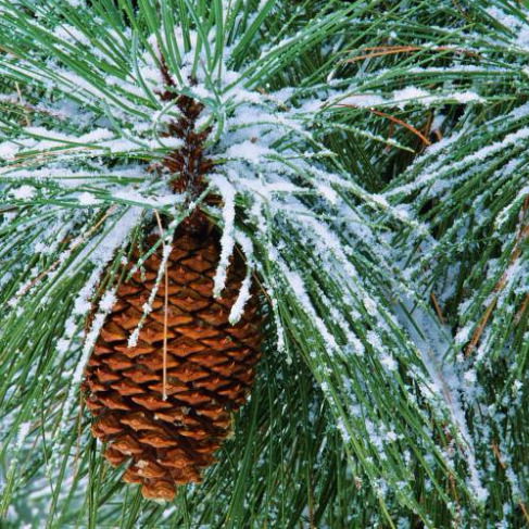 Арт- Альянс