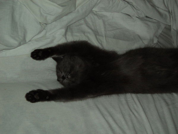 Максим Штайгер