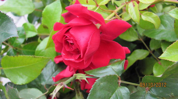 Ирина Чистякова