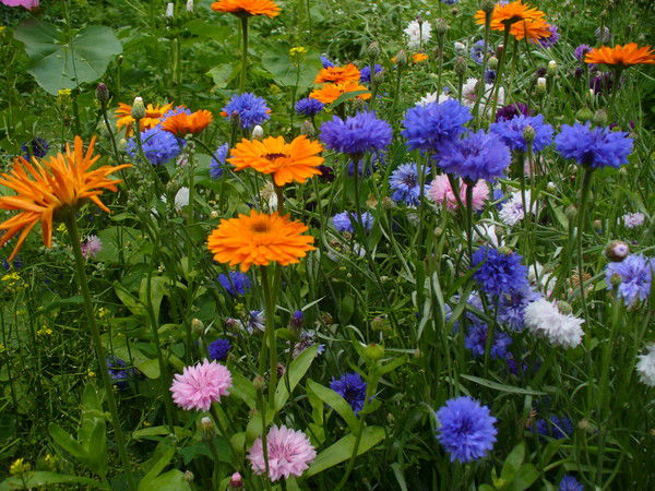 Марина Сафина