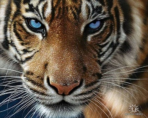 Влад Тарасов