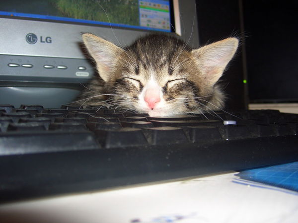 Алексей Зубко