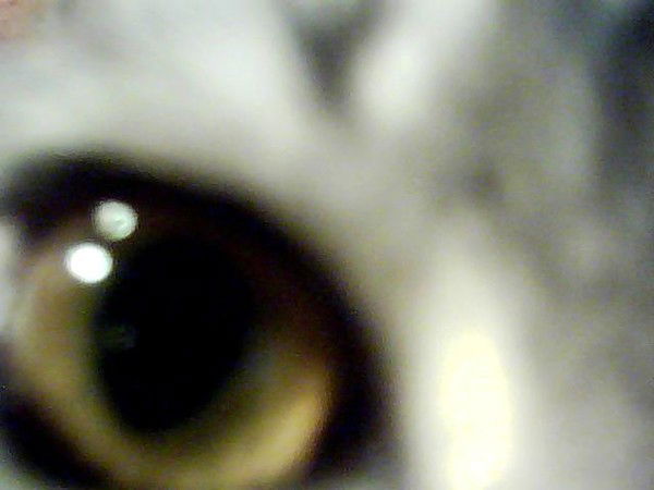 Илона Ковалева