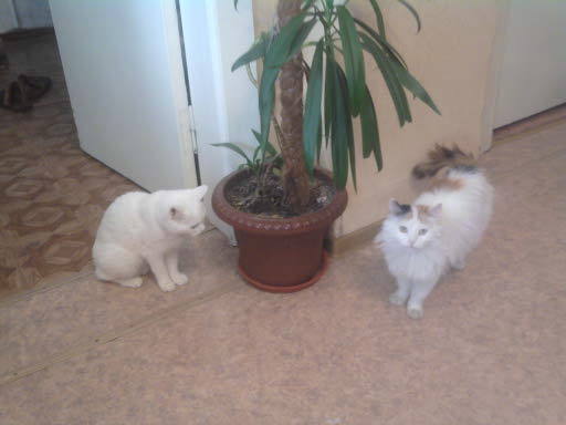 Наталия Салынова