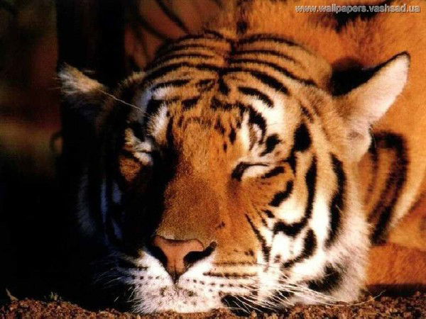 Саня Мамочкин