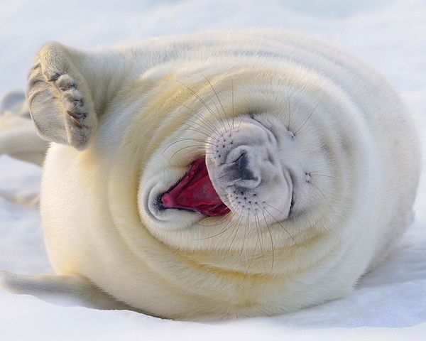 Алексей Битва За Трон