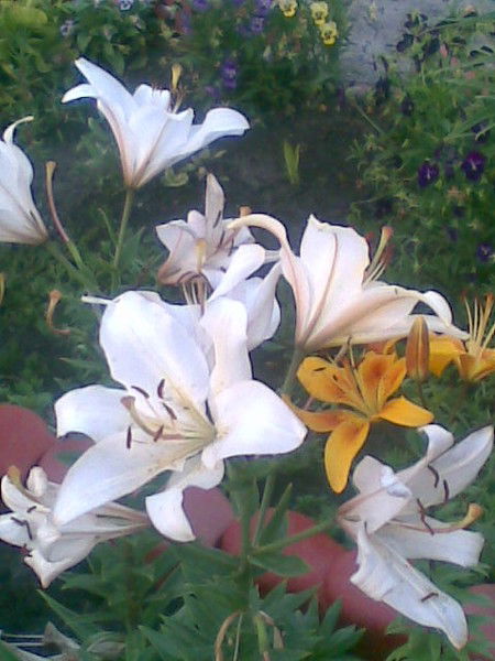 Светлана Жукова