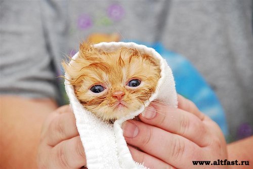 Евгений Кожин