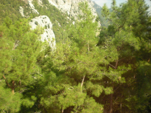 Елена Панюшенкова