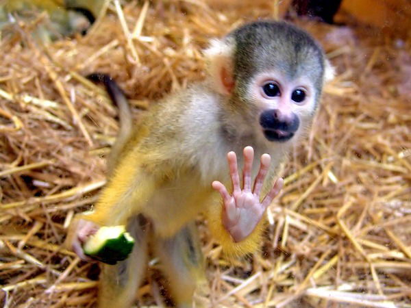 Виктория Победа