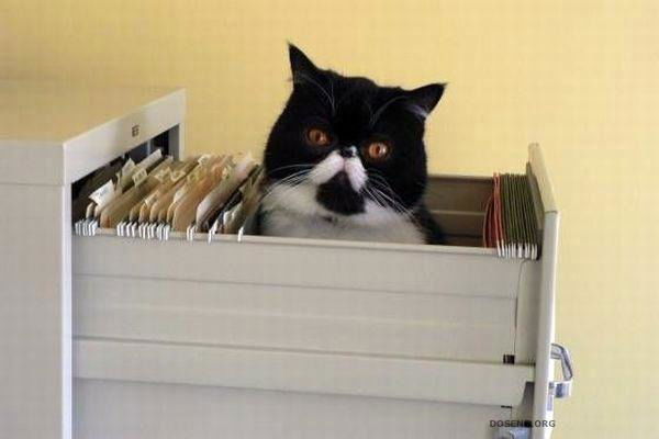 Слава Сурков