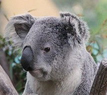 Марсель Гарипов