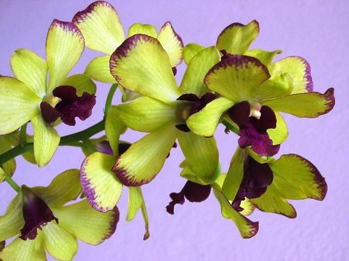 Ольга Сидорова