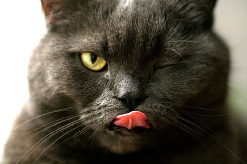 Сергей Курбанов