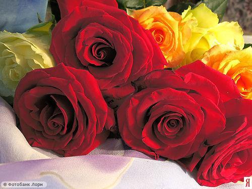 Елена Яковлева