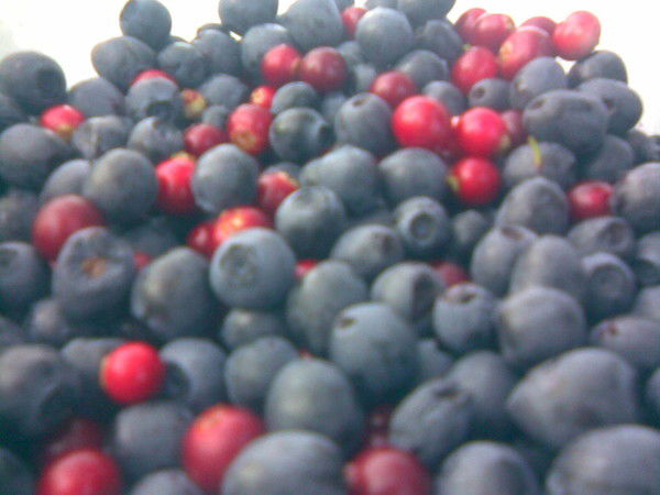 Катерина Гаврилова