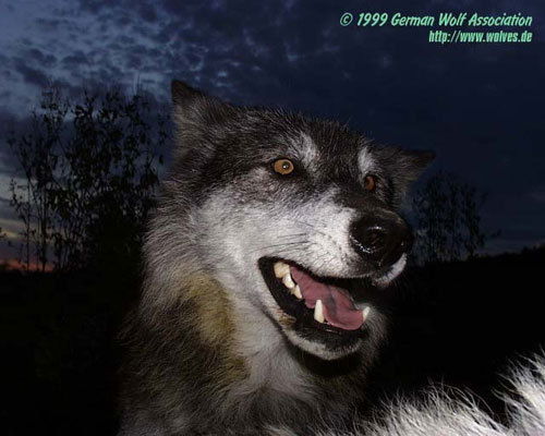 Евгений Политов