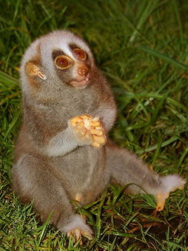 Виктория Моя