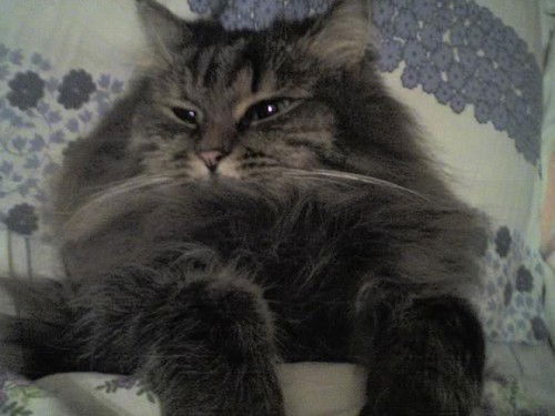 Лиза Кадырова