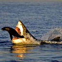 Женишбек Джантаев