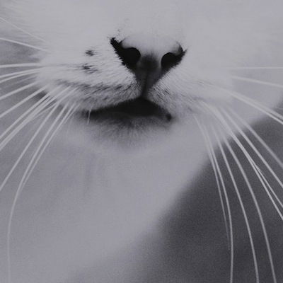 Александра Горбунова