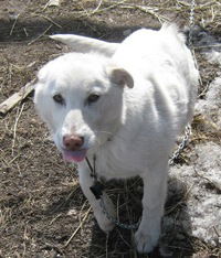 Вика Самойлова