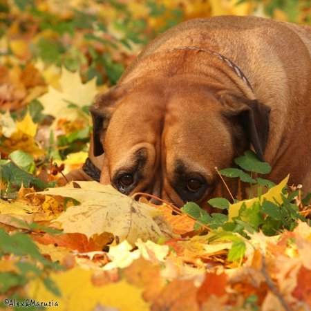 Елена Иванова