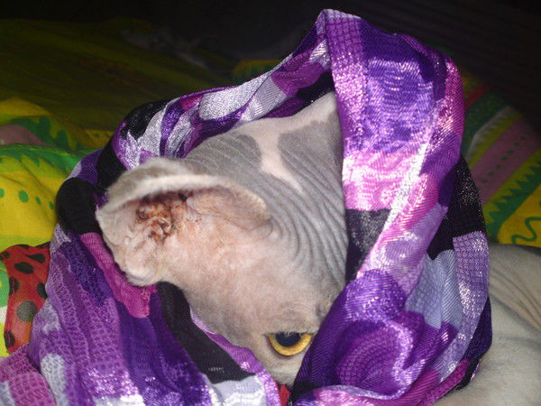 Дарьяна Мареева