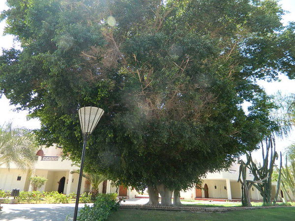 Татьяна Недовесова