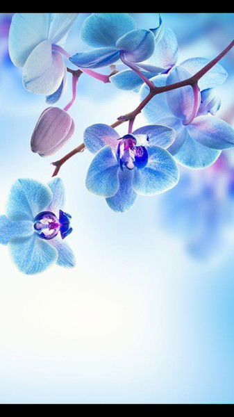 Хиджама Aстана