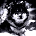 Антон Шадрин