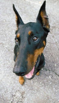 Саня Москвин