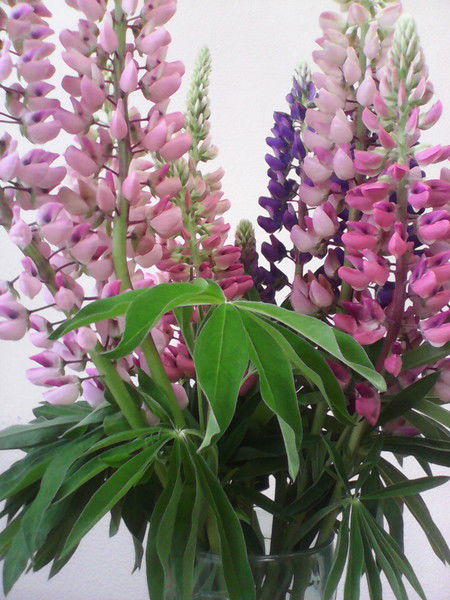 Света Налис