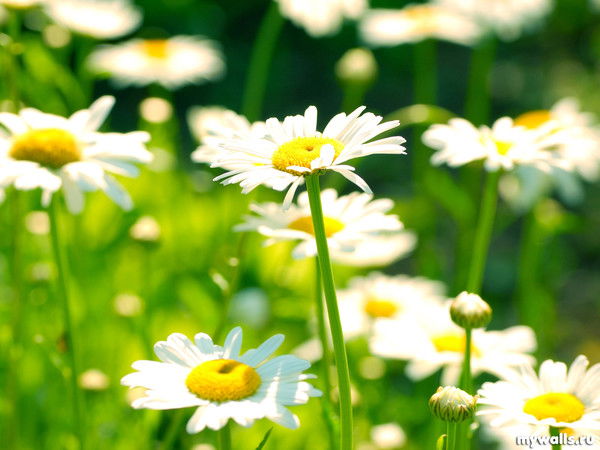 Райский Сад