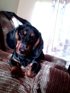 Светлана Иоргова