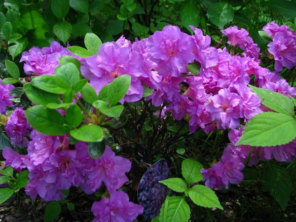 Нина Богославская