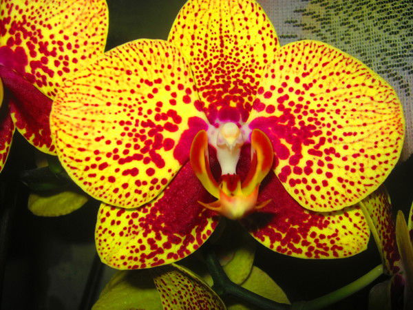 Ирина Галстян