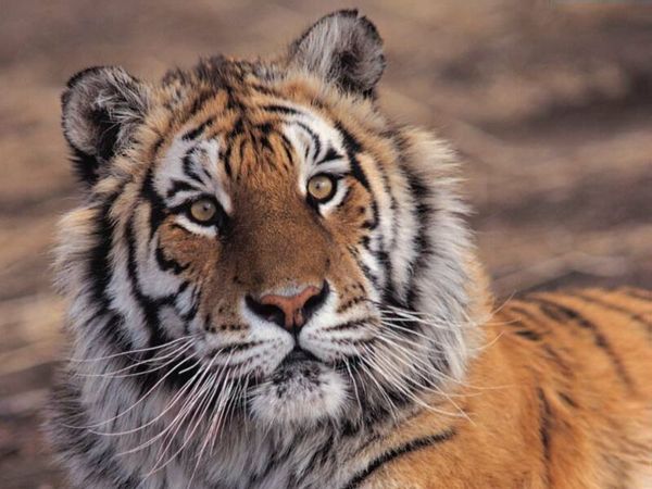 Сергей Гудзь