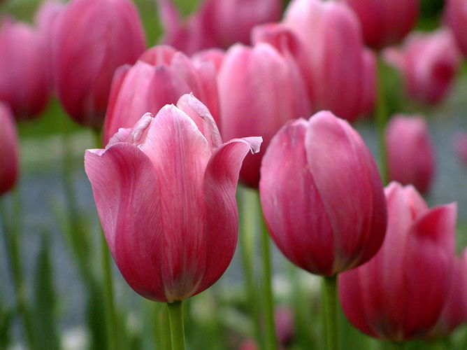 Леночка Беляева