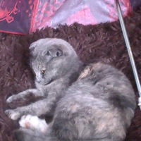 Лазр Саноян