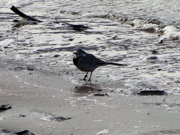 Андрей Кудимов