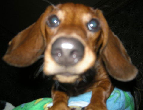 Вячеслав Иргошев