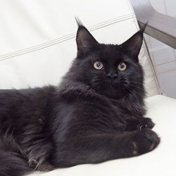 Владимир Городный