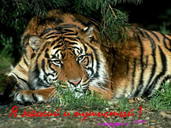 Василий Сыроешкин