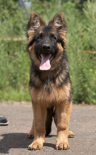 Михаил Балашов