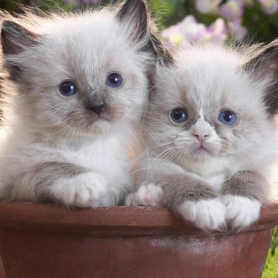 Лариса Борисенко (Гребнева)